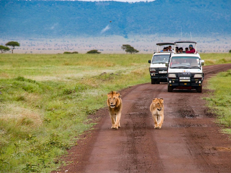 Safari au Kenya : Magie de l'Afrique Authentique - 1