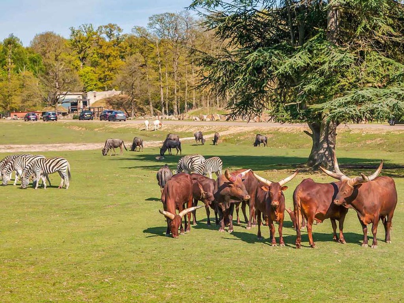 Week-end à Rambouillet avec entrées au ZooSafari de Thoiry - 4* - 1