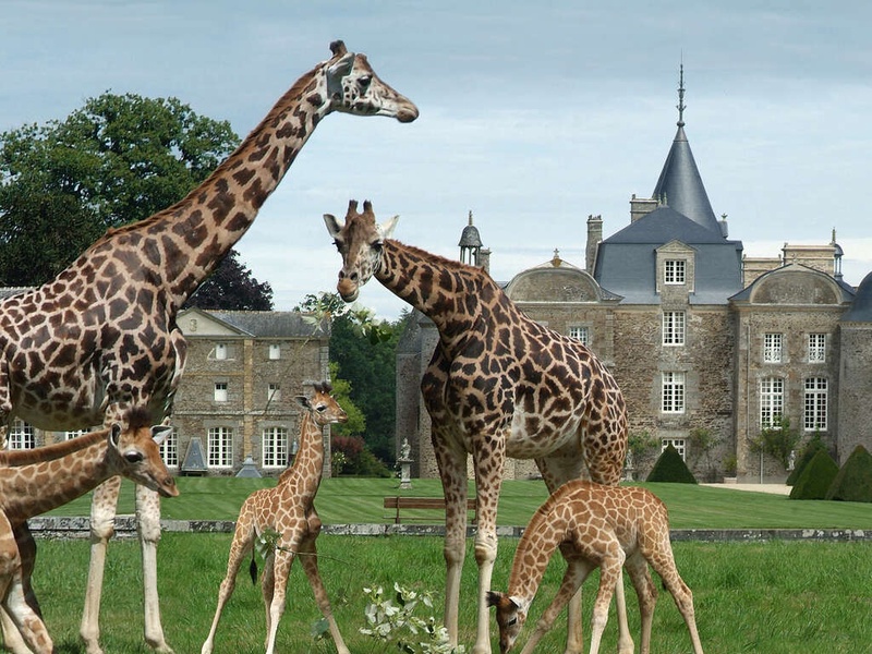 Séjour familiale à la découverte du Zoo la Bourbansais dans un hôtel de charme 4*+ Petit-déjeuner + Accès à l'espace détente + Sauna - 1