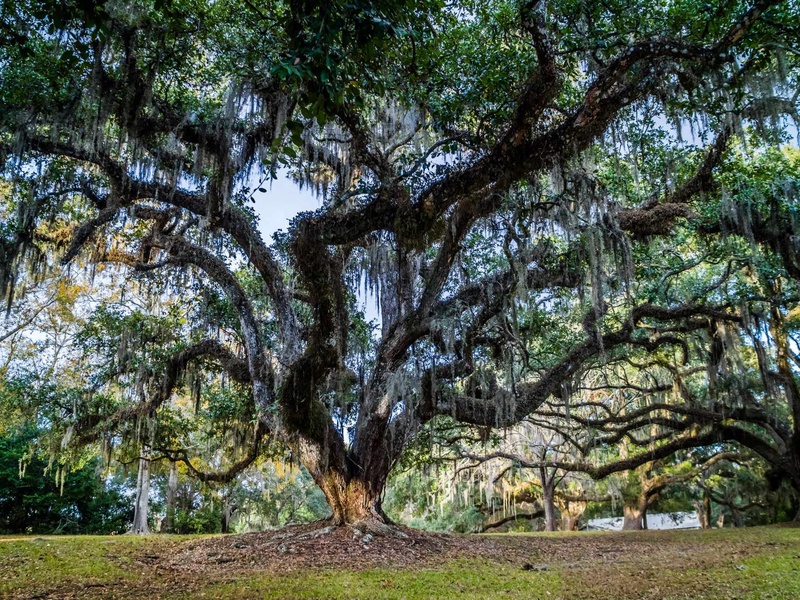 Circuit EtatsUnis DÉCOUVERTE DE LA LOUISIANE Nouvelle Orléans