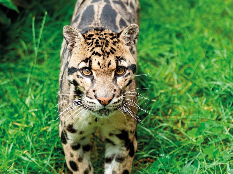 Séjour dans un chateau et découverte du zoo et jardins de la la Bourbansais - 4* - 1