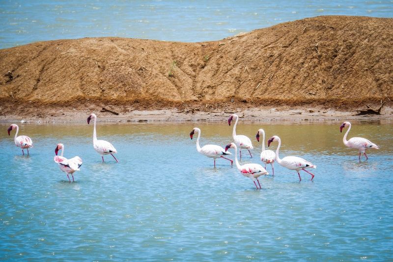 Séjour au Jet Tours Signaure Nest Style Beach + Safari Saadani - 1