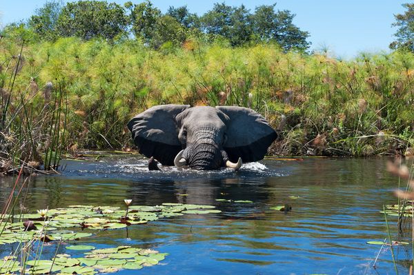 Immersion au Botswana 11J/8N - 2025 - 1