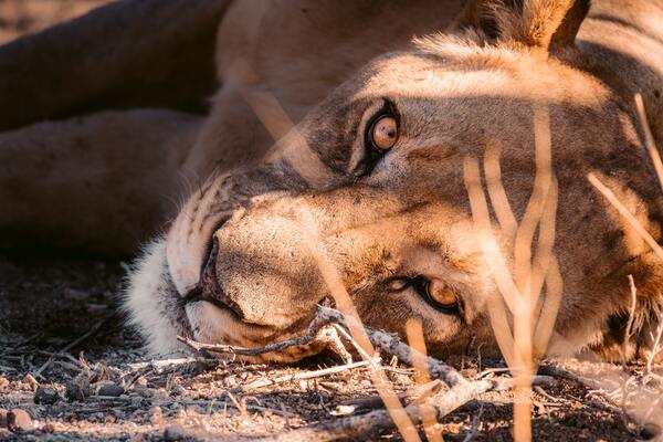 Circuit Du Royaume des Animaux aux Sables du Kalahari **Version 2026** - 1