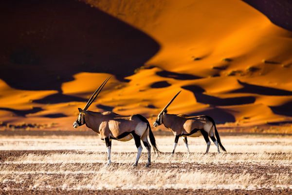 Merveilles de Namibie & Séjour Chutes Victoria 17J/14N - 2026 - 1