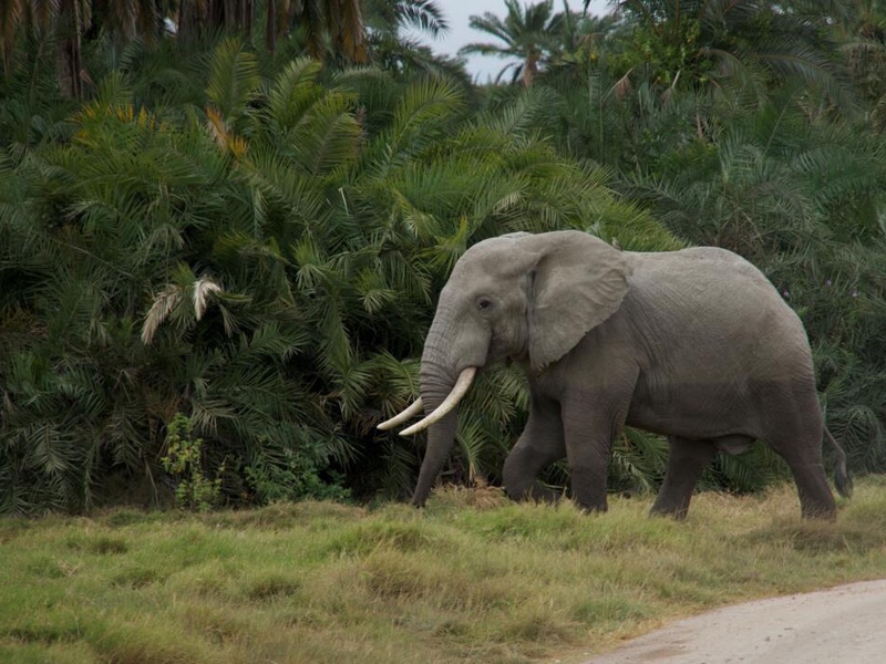 Safari Privatif - Evasion Sauvage en Tanzanie - 1