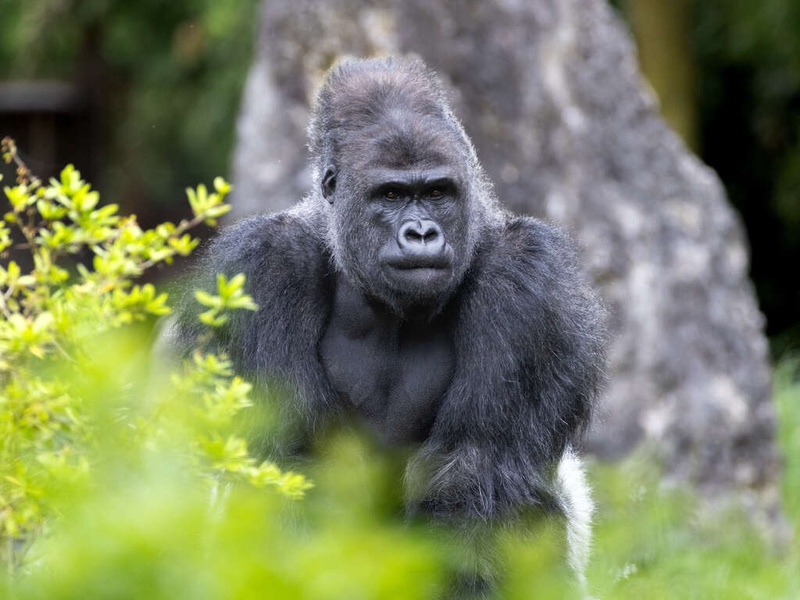 Découvrez le Zoo de Beauval en séjournant dans un hôtel avec spa - 4* - 1