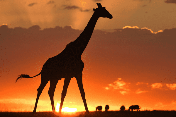 Circuit Lumières de la Savane Africaine - 1
