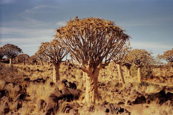 Splendeurs de Namibie & Séjour Fish River Canyon 15J/12N - 2026 - 1