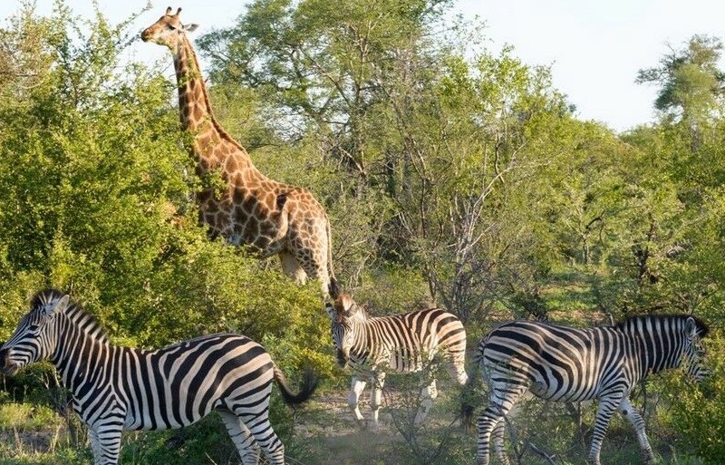 L'Afrique du Sud Intimiste, Chutes Victoria & Parc Chobe - 17J/14N Limité à 16 pers. (sauf sur la partie Victoria et Chobe) - Dès le 18/11/25 - Vols Air France - 1