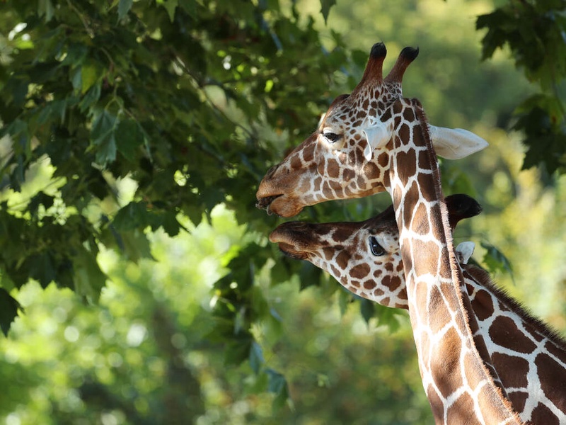 Séjour à Tours avec entrées au ZooParc de Beauval - 3* - 1
