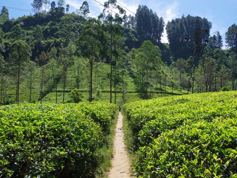 Circuit Sri Lanka : Voyage au Coeur des Incontournables - 1