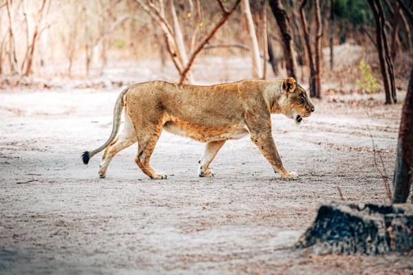 Circuit Beautés du Sénégal et balade avec les lions de Fathala en privatif - 1