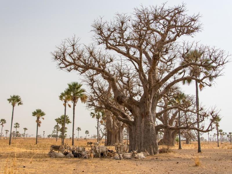 Casamance, des Iles et des Hommes - De Dakar à Dakar - 1