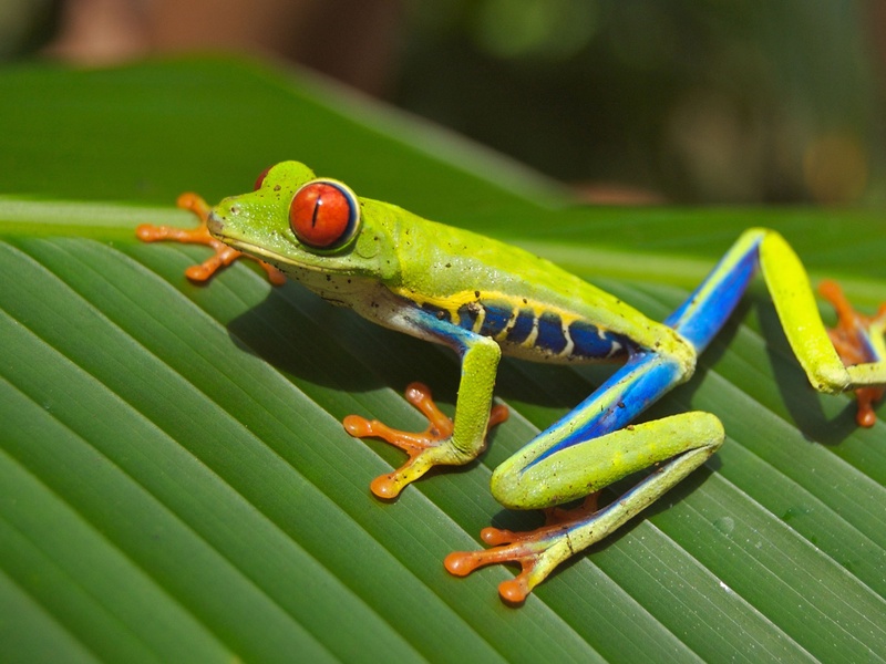 Les sentiers du Costa Rica - 1