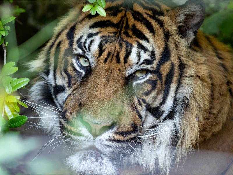 Weekend détente dans un 4* avec entrée au ZooParc de Beauval - 4* - 1