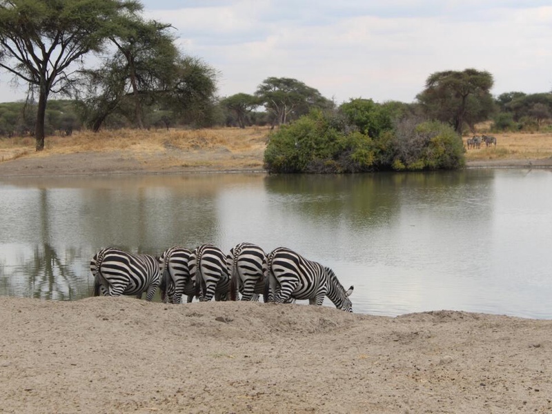 Safari Privatif - Aventure Tanzanienne - 1