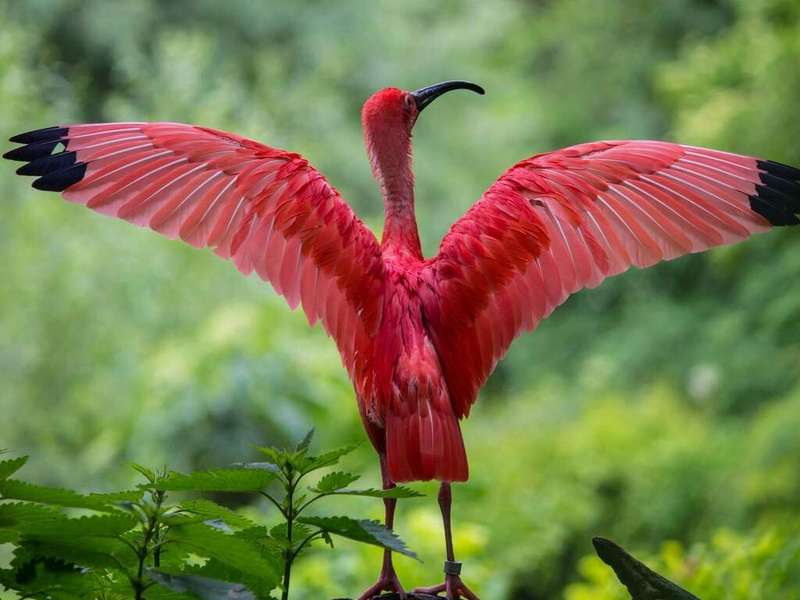 Week-end avec visite du ZooSafari de Thoiry - 4* - 1