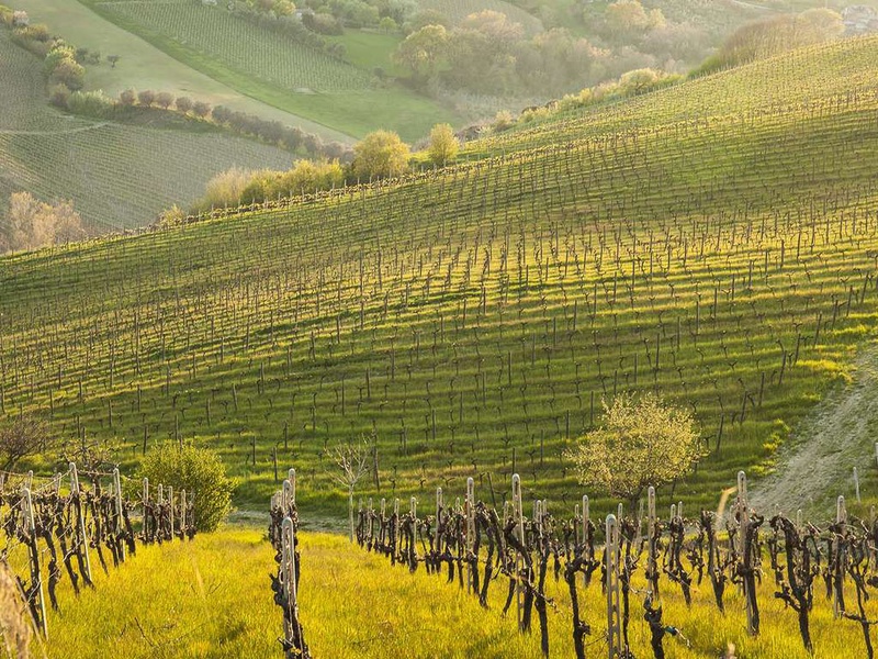 Week-end en villa dans les collines toscanes avec dégustation de vins et spa - 5* - 1