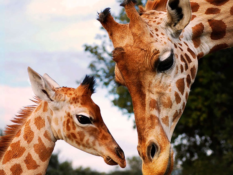 Séjour familial à Aix en Provence avec entrée au zoo de la Barben - 3* - 1