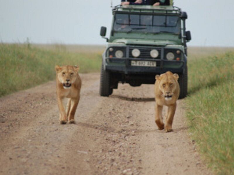 Séjour au Jet Tours Signature Nest Style Beach + Safari Serengeti - 1