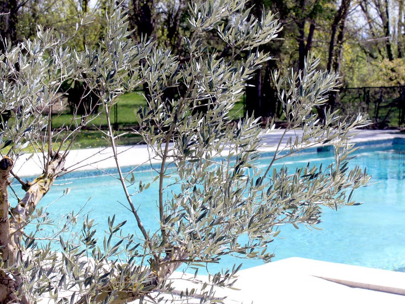 Paix et tranquillité au coeur des vergers près de l'Isle sur la Sorgue - 3* - 1