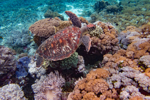 Circuit Des Secrets de Bali aux Dragons de Komodo - 1