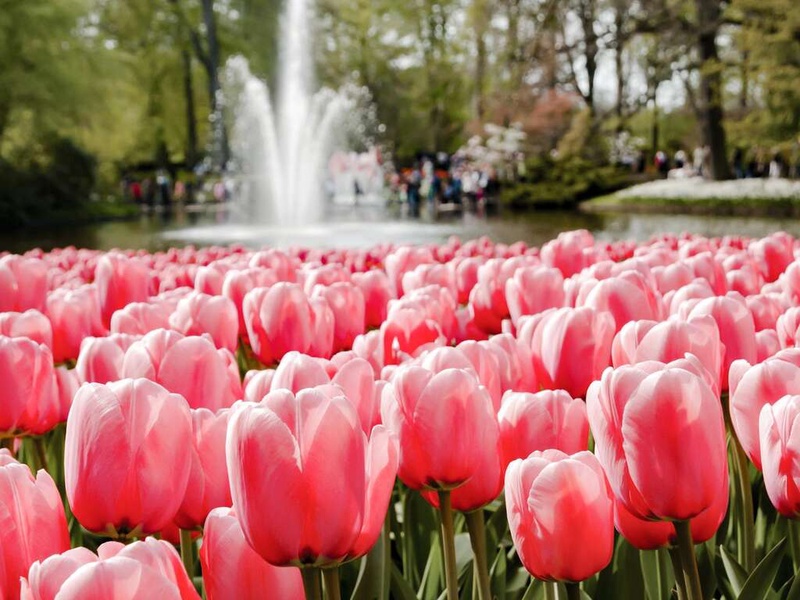 Découvrez Keukenhof et profitez d'un séjour de luxe à Amsterdam - 4* - 1