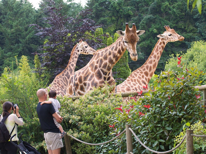 Séjour en famille avec entrée au Zoo de la Bourbansais - 3* - 1