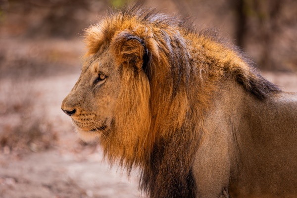 Circuit Beautés du Sénégal et balade avec les lions de Fathala - 1