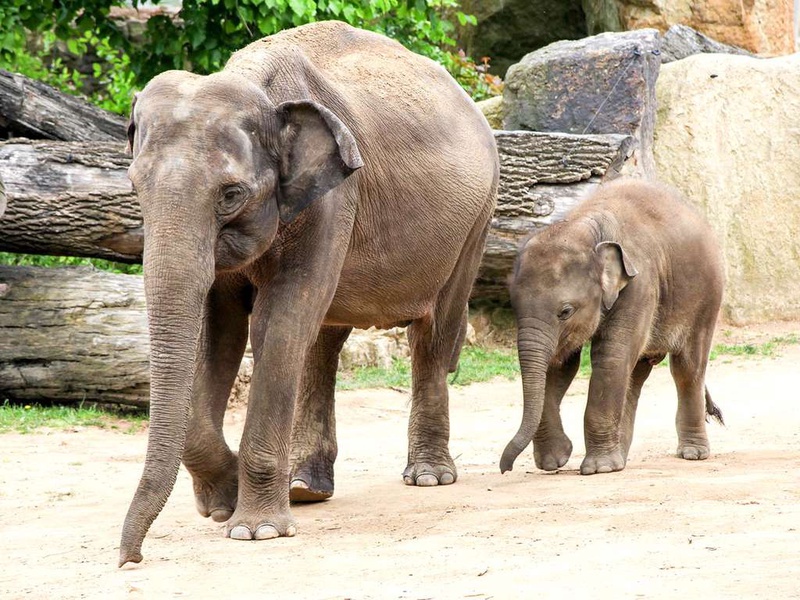 Séjournez à Cavaillon et découvrez le zoo de la Barben - 3* - 1