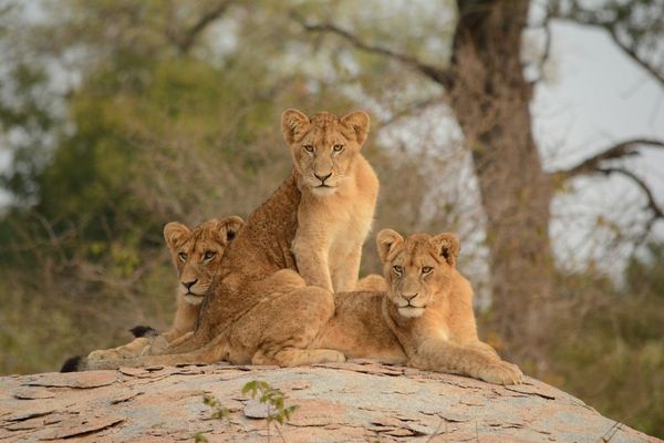 Splendeurs du Parc Kruger 10J/07N - 2025/2026 - 1