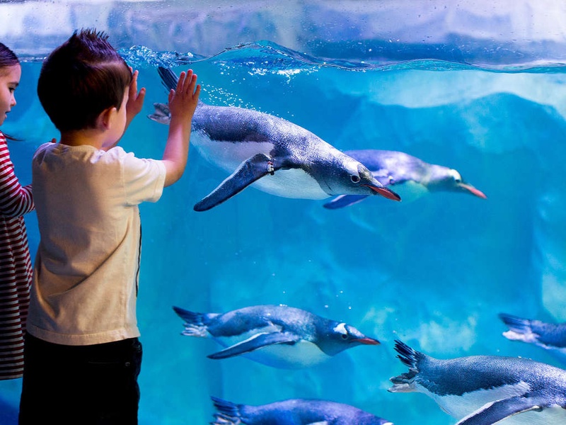ÉMerveillement en famille à l'aquarium Sea Life - 3* - 1