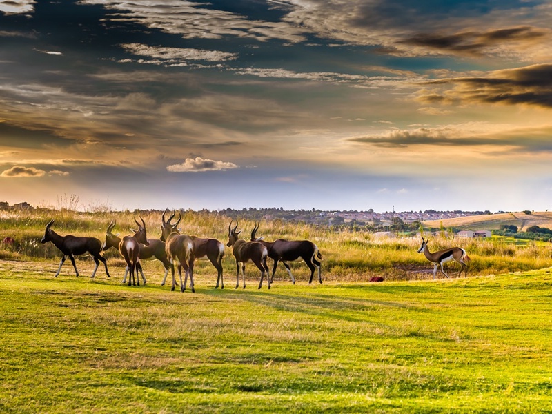 Circuit Safari Dream, Chutes Victoria & Parc Chobe - 1