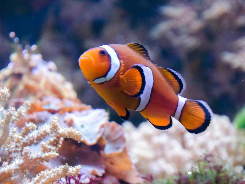 Découvrez l'Aquarium de Lyon en famille ! - 1