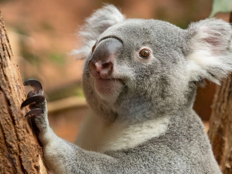 Séjour 4 étoiles dans le centre de Tours, avec les entrées au Zoo de Beauval (à 1 heure) - 4* - 1