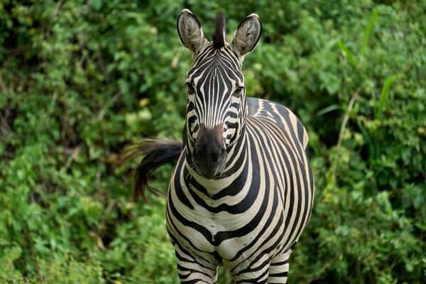 Circuit De la Savane Africaine à l'île aux Epices, plages de Kiwengwa en Privatif - 1