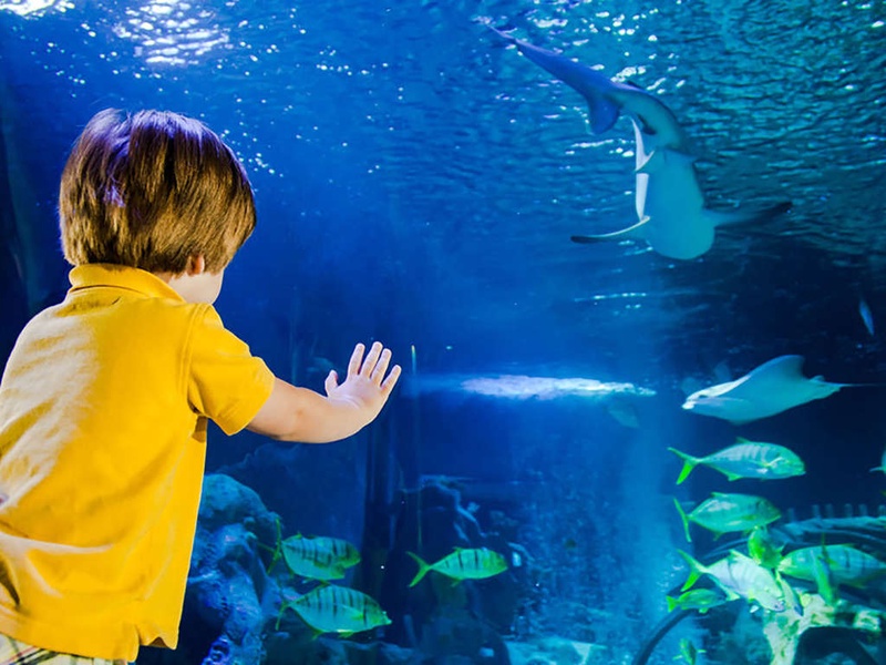 Ontdek het Aquarium Sea Life in de buurt van Disneyland® Parijs - 4* - 1