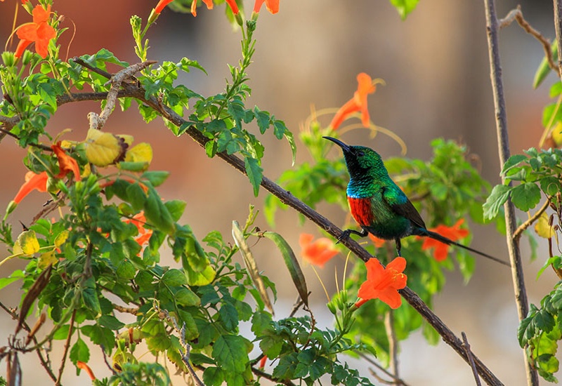 Le Sénégal, des dunes du Dakar au delta du Saloum - 1