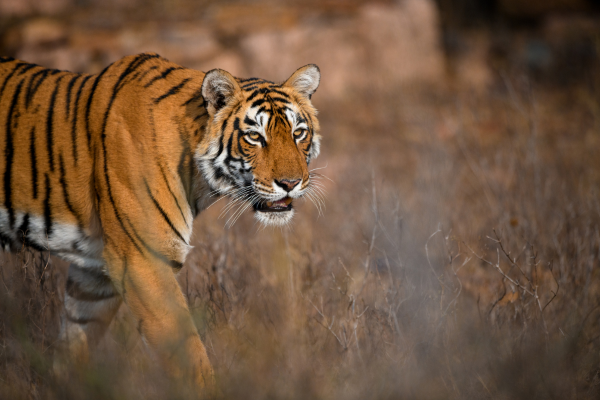 Circuit Le livre de la Jungle, entre oiseaux et tigres, en privatif - 1