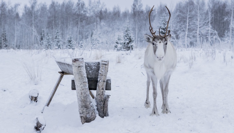La Magie de Noël au Coeur de la Laponie Suédoise - 1