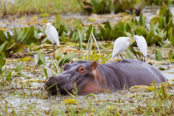 Circuit Tanzanie, Entre Faune et Sable de Kiwengwa en Privatif - 1