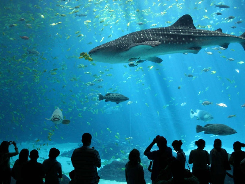 Découvrez l'Aquarium de Saint-Malo le temps d'un week-end ! - 4* - 1