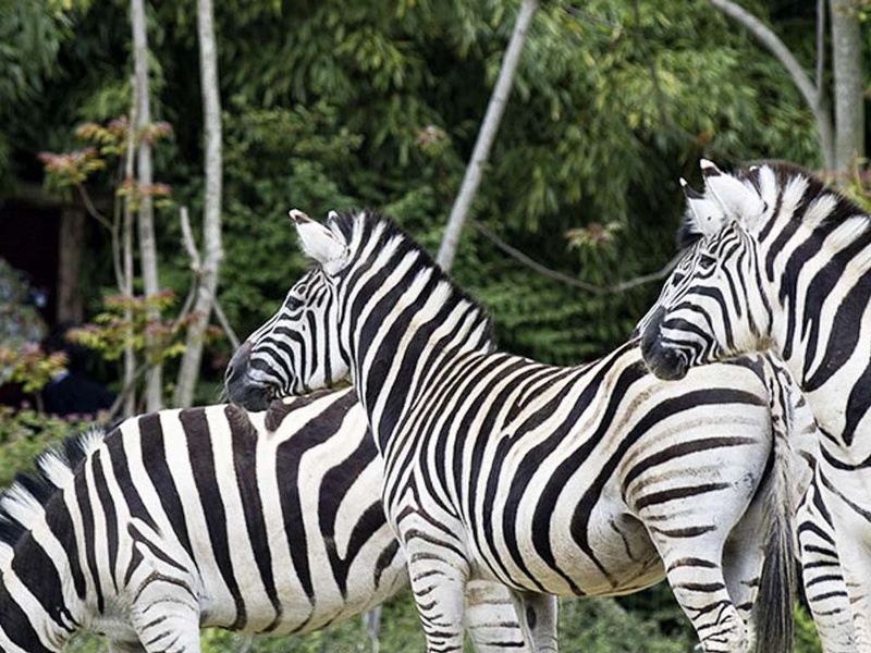 Venez à la découverte du zoo d'Amnéville en famille ! - 4* - 1
