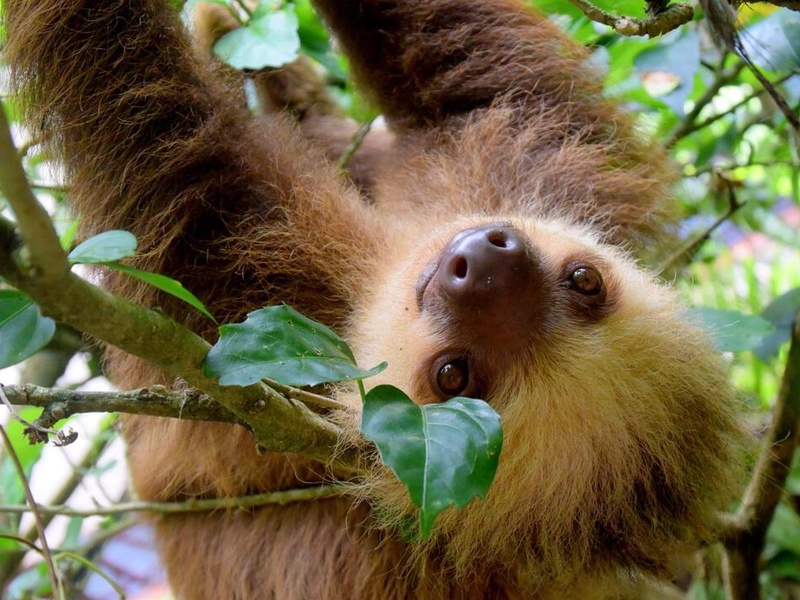 Circuit entre Jungles et Forêts du Costa Rica en 8 nuits (petits groupes) - 1