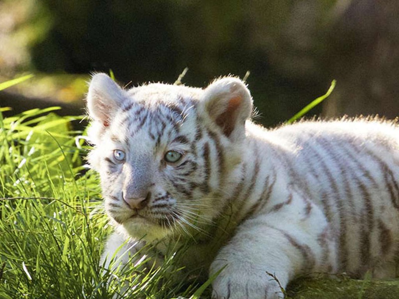 Ontdek Metz en bezoek de dierentuin van Amnéville - 3* - 1