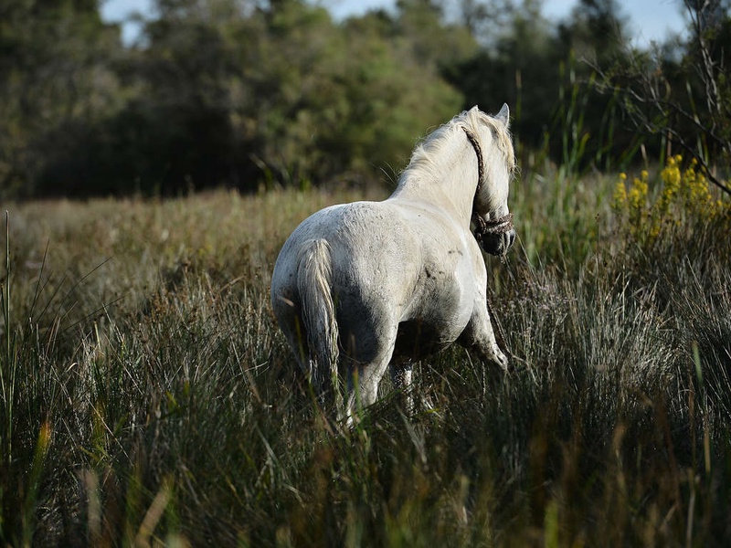 Séjour avec balade à cheval dans les paysages Camarguais - 3* - 1