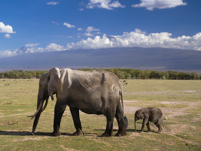 Safari Magie d'Afrique - 1
