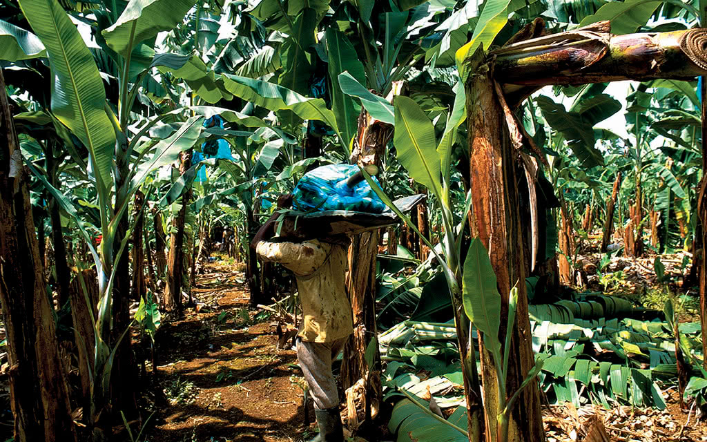 Circuit incontournable Guadeloupe - 14