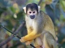 A la découverte du Zoo de Beauval - 3* - 18